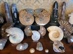 Ammoniet, orthoceras, trilobiet, mammoet kies, fossiel, Verzamelen, Mineralen en Fossielen, Ophalen, Fossiel