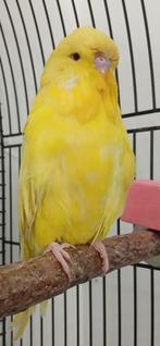 Engelse grasparkiet., Mannelijk, Parkiet, Geringd