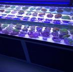 Show aquarium 200x50cm, Dieren en Toebehoren, Vissen | Aquaria en Toebehoren, Ophalen, Zo goed als nieuw, Leeg aquarium