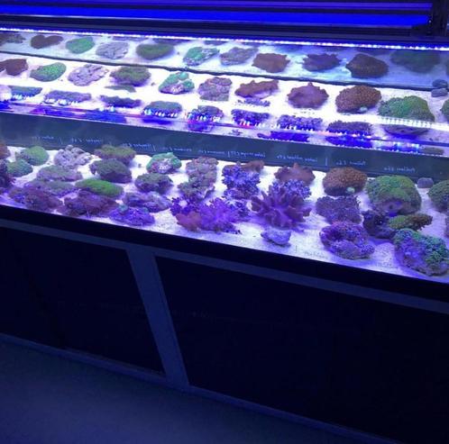 Show aquarium 200x50cm, Dieren en Toebehoren, Vissen | Aquaria en Toebehoren, Zo goed als nieuw, Leeg aquarium, Ophalen