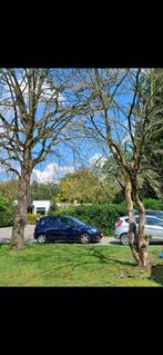 Haardhout - 2 bomen voor kap, Tuin en Terras, Haardhout, Minder dan 3 m³, Ophalen, Overige houtsoorten, Stammen