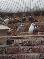 Rijstvogels, Dieren en Toebehoren, Meerdere dieren, Tropenvogel