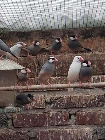 Rijstvogels  beschikbaar voor biedingen