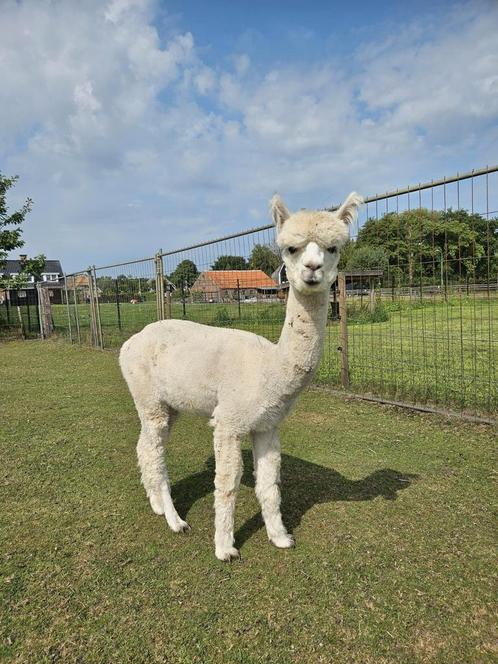 Alpaca ruin (2 jaar oud) en veulen (dit jaar), Dieren en Toebehoren, Overige Dieren, Mannelijk, Juni