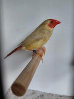 Mooie mutatie binsenastrilde man, Dieren en Toebehoren, Vogels | Overige Vogels, Mannelijk, Geringd