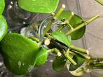 Stekjes hoya kerrii kamerplant stekje hartjesplant hartje, Ophalen of Verzenden, Overige soorten, Halfschaduw, Minder dan 100 cm