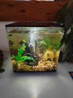 Biorb 30l cube aquarium incl alles, Dieren en Toebehoren, Vissen | Aquaria en Toebehoren, Ophalen, Zo goed als nieuw, Gevuld zoetwateraquarium