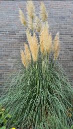 Pampasgras  - cortaderia selloana, Ophalen of Verzenden, Zomer, Volle zon