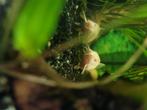 CORYDORAS AENEUS ALBINO M, Vis, Zoetwatervis