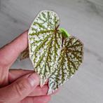 Begonia Snowcap plant, Huis en Inrichting, Kamerplanten, Ophalen of Verzenden, Overige soorten, Minder dan 100 cm