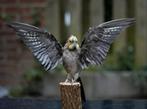 Geprepareerde valkparkiet- Uniek Taxidermie Kunstwerk, Ophalen of Verzenden, Nieuw, Vogel, Opgezet dier