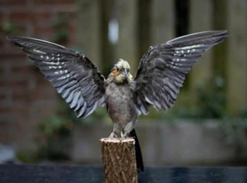 Geprepareerde valkparkiet- Uniek Taxidermie Kunstwerk beschikbaar voor biedingen