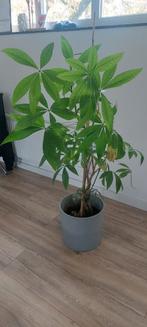 Pachira aquatica, Ophalen, Overige soorten, Halfschaduw, In pot