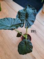 Regal Shield Alocasia, kamerplant- 80cm, Ophalen, Overige soorten, Halfschaduw, Minder dan 100 cm