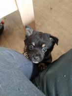 6 pups, Parvo, Overige rassen, 8 tot 15 weken, Meerdere