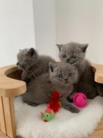 Raszuivere Britse korthaar kittens van ouders met stamboom, Dieren en Toebehoren, Katten en Kittens | Raskatten | Korthaar, Meerdere dieren