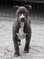 Amerikaanse Stafford pups, Dieren en Toebehoren, Honden | Jack Russells en Terriërs, België, CDV (hondenziekte), 8 tot 15 weken