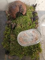 Bombina orientalis Chinese vuurbuikpad, Dieren en Toebehoren, Amfibie, 0 tot 2 jaar