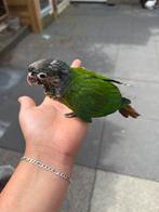 tamme pyrruha van 8 weken met kooi, Dieren en Toebehoren, Vogels | Parkieten en Papegaaien, Geslacht onbekend, Papegaai