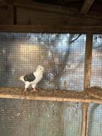 duiven, Dieren en Toebehoren, Vogels | Duiven, Meerdere dieren, Overige soorten