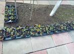Aardbeienpanten doordragers Ostara - 12 stuks 6 euro, Ophalen of Verzenden, Zomer, Volle zon