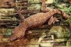 Tokeh (Gecko gekko) €75,00, Dieren en Toebehoren, 0 tot 2 jaar, Hagedis