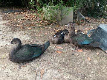 Oorspronkelijke muskuseenden, muskuseend wildvorm beschikbaar voor biedingen