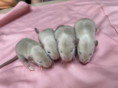 Siamees donkeroog rittens te reserveren, Dieren en Toebehoren, Knaagdieren, Meerdere dieren, Rat, Na 1 juli 2024, Tam
