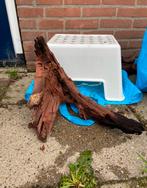 Aquariumhout kienhout XL, Ophalen of Verzenden, Plant(en), Steen of Hout