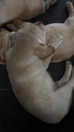 Labrador pups, Dieren en Toebehoren, CDV (hondenziekte), 8 tot 15 weken, Labrador retriever, Meerdere