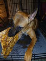 Mechelse herder pup 9 maanden vrouwtje, Dieren en Toebehoren, Honden | Herdershonden en Veedrijvers, 15 weken tot 1 jaar, Teef