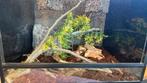 Terrarium 70x60x50 (LxBxH), Dieren en Toebehoren, Ophalen, Zo goed als nieuw, Terrarium of Paludarium