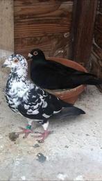 Getijgerde postduiven, koppel., Dieren en Toebehoren, Meerdere dieren, Postduif