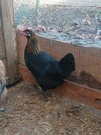 Kruising blauwleggers, Meerdere dieren, Kip