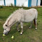 2 mooie merrie's, Dieren en Toebehoren, Merrie, Recreatiepony, 0 tot 2 jaar