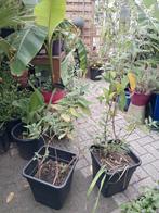 3 potten met vlinderstruiken, Tuin en Terras, Planten | Tuinplanten, Ophalen, Zomer, Overige soorten, Volle zon