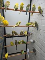 Engelse parkieten 2025 (35), Dieren en Toebehoren, Meerdere dieren