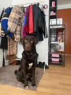 Lieve en mooie hond, Dieren en Toebehoren, Honden | Niet-rashonden, Reu, 1 tot 2 jaar, Eén hond, Middel