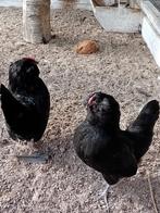 Zwarte Antwerpse baardkriel., Dieren en Toebehoren, Pluimvee, Geslacht onbekend, Kip