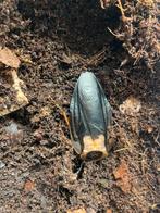 Groep bladerus cranifer, Dieren en Toebehoren, Insecten en Spinnen, Overige soorten