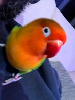 Agapornis lovebird dwergpapegaai - 1.5 jaar - handtam, Dieren en Toebehoren, Vogels | Parkieten en Papegaaien, Mannelijk, Dwergpapegaai of Agapornis