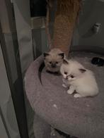 Regdoll kittens🤗, Dieren en Toebehoren, Katten en Kittens | Raskatten | Langhaar, Kater