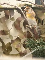 Putter bastaard man 2025, Dieren en Toebehoren, Vogels | Overige Vogels, Mannelijk, Wildzangvogel, Geringd