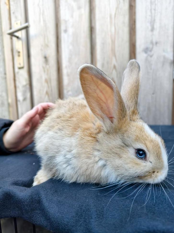 DUITSE REUS  konijnen, Dieren en Toebehoren, Konijnen, Groot, Meerdere dieren