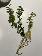 Stekjes Hoya Bella, Tuin en Terras, Planten | Struiken en Hagen, Ophalen of Verzenden, Overige soorten, Minder dan 100 cm