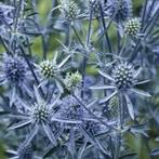 Zaden Eryngium planum, Verzenden, Volle zon