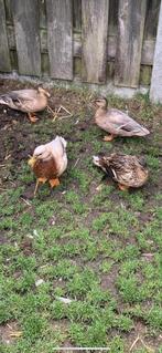 Twee kwakertjes, Dieren en Toebehoren, Mannelijk, Eend