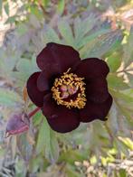 Pioenrozen Dark Eyes, Tuin en Terras, Overige soorten, Volle zon, Vaste plant, Ophalen of Verzenden