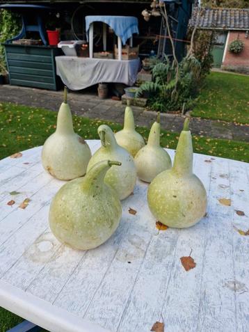 Verse Fles Kalebassen uit Eigen Tuin beschikbaar voor biedingen