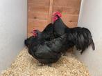 Haan met 2 hennen zwarte australorp OPHALEN HASSELT BELGIE, Dieren en Toebehoren, Pluimvee, Meerdere dieren, Kip